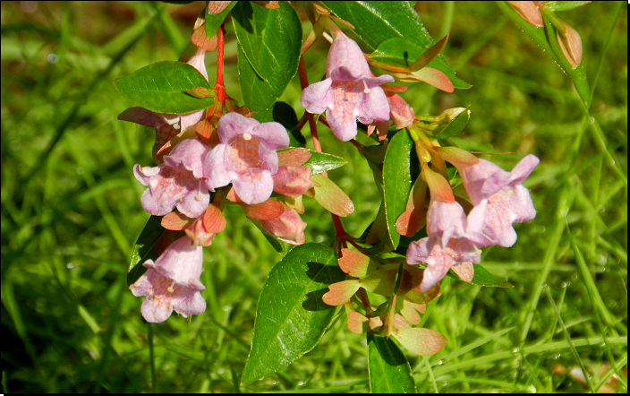 Botanická zahrada Troja, Praha (Fyt09, 09/2014).