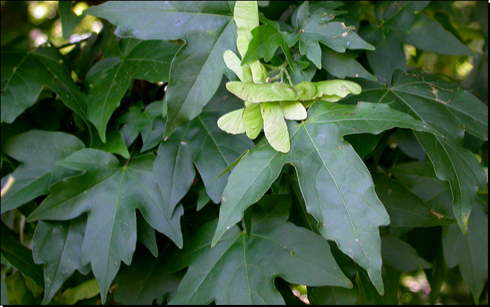 PR Velká skála, Lhánice (Fyt16, 06/2011).